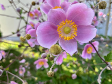 Online-Stimmbildung: Stimmfit in den Frühling (Foto: Helen van Almsick)